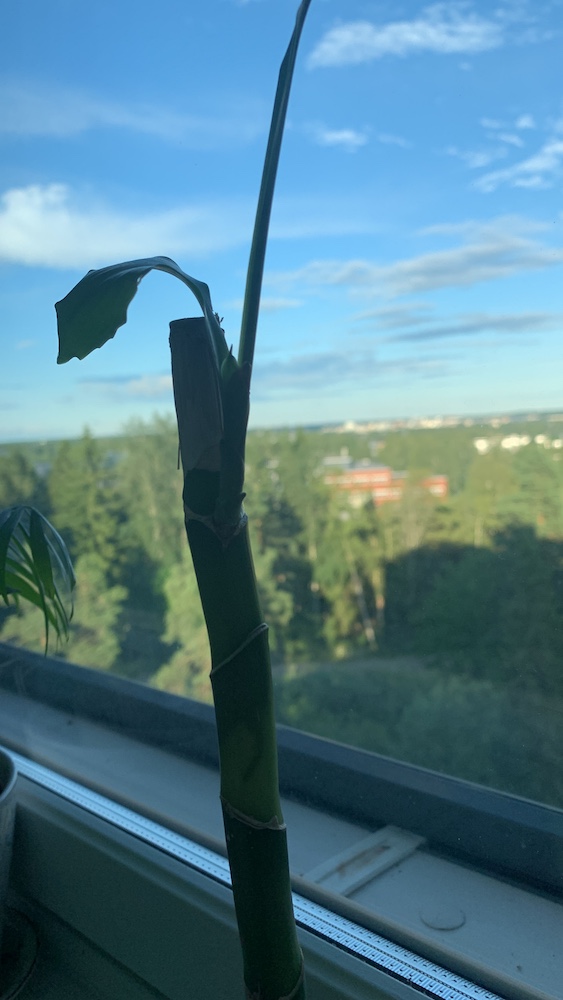 plant